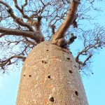 Fony Baobabs are basically huge water bottles (image by Mike Watson)