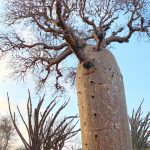 Towering over the other trees and shrubs of the spiny forest, a giant Fony Baobab at Ifaty (image by Mike Watson)