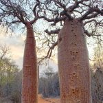 Fony Baobab, buy one get one free, with or without climbing holds (image by Mike Watson)