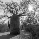 Fony Baobab, in b&w (image by Mike Watson)