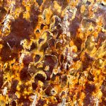 Fony Baobab bark (image by Mike Watson)