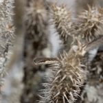 Forest Night Snake Ithycyphus ghoudoti at Le Palmarium (image by Mike Watson)