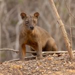 This gorgeous female Fosa lit up our time at Kirindy Forest (image by Mike Watson)