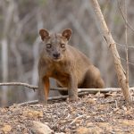 The cold stare of Madagascar’s largest predator, Fosa at Kirindy Forest (image by Mike Watson)