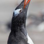 Gentoo Penguin display (image by Inger Vandyke)