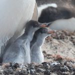 Beautiful Gentoo Penguin chicks emerge from the brood patch in their mother's feathers (image by Inger Vandyke)