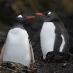 Portrait of a Gentoo Penguin pair (image by Inger Vandyke)
