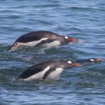 A small group of Gentoo Penguins porpoising through the surf (image by Inger Vandyke)