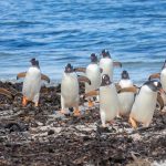 A group of Gentoo Penguins waddle their way ashore at Saunders Island (image by Inger Vandyke)
