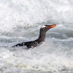 Gentoos also brave big seas to come ashore (image by Inger Vandyke)