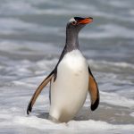 A Gentoo Penguin emerges from the surf at Grave Cove (image by Inger Vandyke)