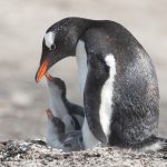Gentoo Penguin mothers are very good parents (image by Inger Vandyke)