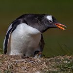 A Gentoo mother with her chick at Grave Cove (image by Inger Vandyke)