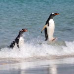 Clown-like Gentoos racing ashore on Carcass Island in the Falklands (image by Inger Vandyke)