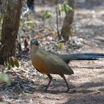 Giant Coua on the foerest floor at Zombitse (image by Mike Watson)