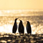 Bokeh of King Penguins at dawn on Gold Harbour (image by Inger Vandyke)