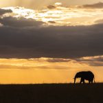 There is always something to put in front of the sunset on the Mara (image by Mike Watson)