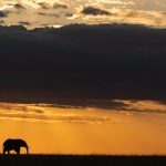Elephant, sunset god light, a photographer’s dream (image by Mike Watson)