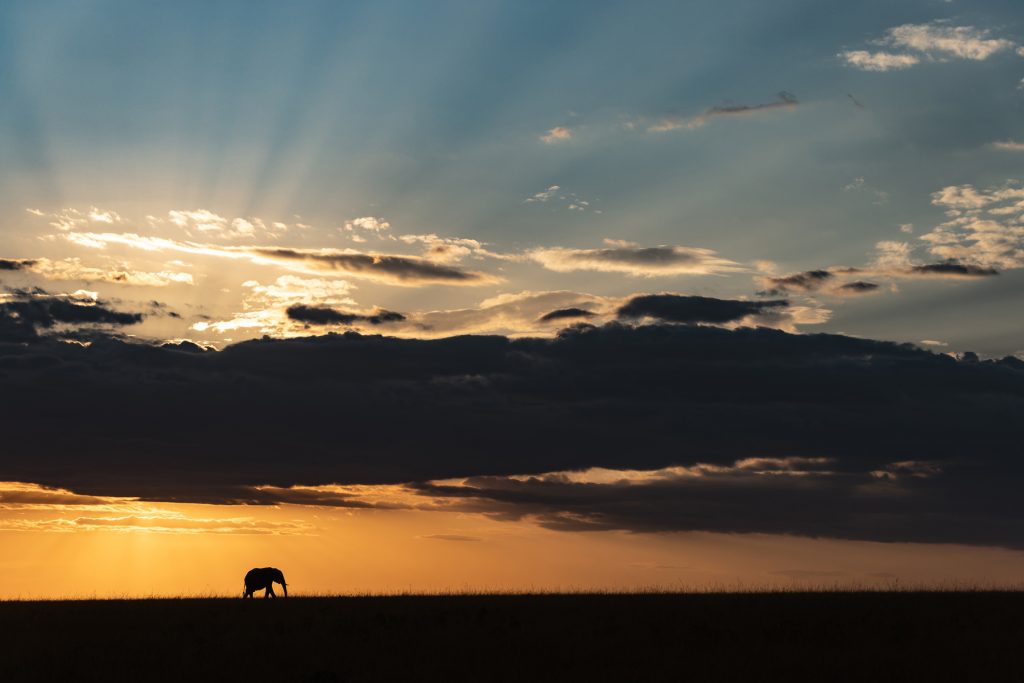 Golden hour Elephant (image by Mike Watson)