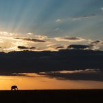 Golden hour Elephant (image by Mike Watson)