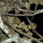 Goodman’s is the Mouse Lemur on night walks at Andasibe (image by Mike Watson)