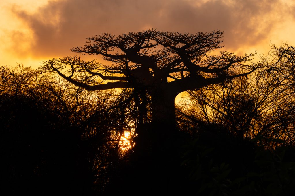 Grandidier’s Baobab sunrise at Kirindy (image by Mike Watson)