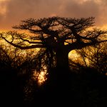 Grandidier’s Baobab sunrise at Kirindy (image by Mike Watson)