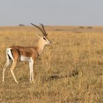 The beautiful Grant’s Gazelle is present in very small numbers on the Mara (image by Mike Watson)