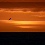 A rare Green Flash, one of the celestial phenomena of the oceanic skies (image by Inger Vandyke)