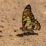 A Madagascar Green Lady taking salts at Isalo National Park (image by Mike Watson)