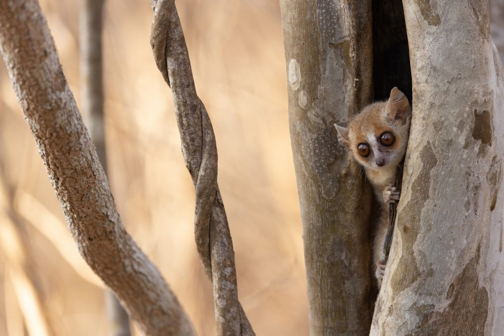 A tiny Grey Mouse Lemur peers from its daytime roosting hole at Kirindy (image by Mike Watson)