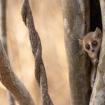 A tiny Grey Mouse Lemur peers from its daytime roosting hole at Kirindy (image by Mike Watson)