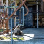 Antarctic Fur Seal lounging in the remains of the whaling station at Grytviken (image by Inger Vandyke)
