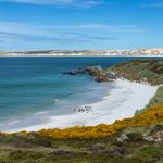 The stunning white sand beach of Gypsy Cove is home to many breeding Magellanic Penguins (image by Inger Vandyke)