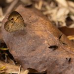 Heteropsis fraterna is an attractive and widespread satyr in Madagascar (image by Mike Watson)