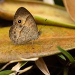Heteropsis fraterna butterfly at Le Palmarium (image by Mike Watson)
