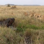 Angry hippo rounds on the Topi pride of lions who had cornered it in a small water hole on the plains near Rhino Ridge (image by Mike Watson)