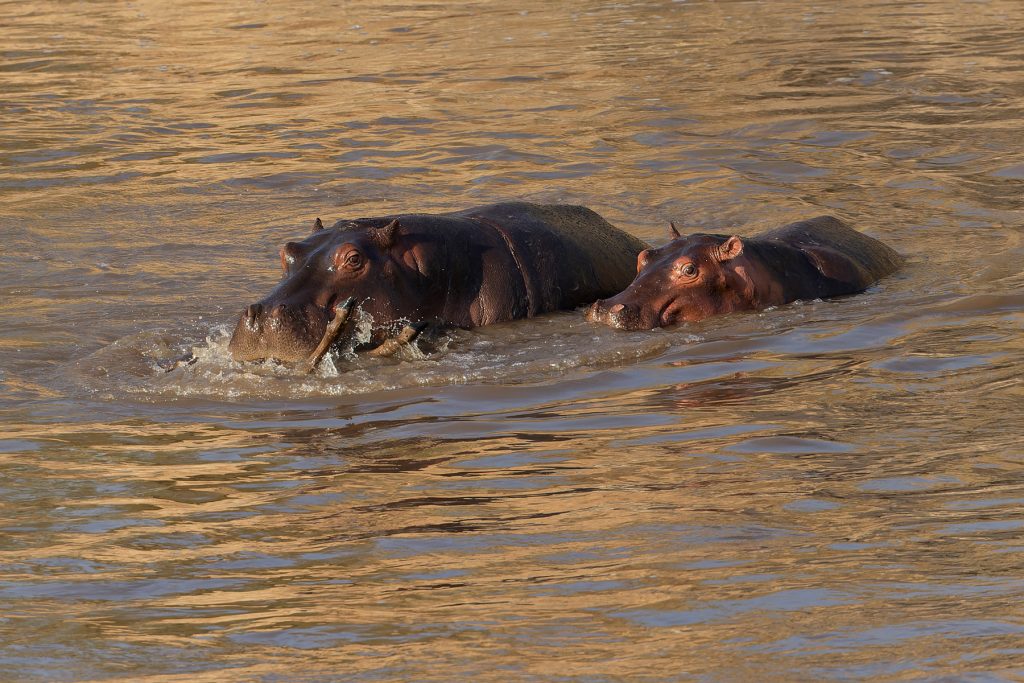 A hippo chews on a dead young wildebeest in the Mara river. We don’t know if it killed the animal nor whether or not it was eating it but it was a first for our very experienced guides (image by Mike Watson)
