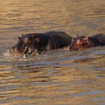 A hippo chews on a dead young wildebeest in the Mara river. We don’t know if it killed the animal nor whether or not it was eating it but it was a first for our very experienced guides (image by Mike Watson)