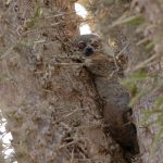 Sportive-Lemur-Madagascar-Mike-Watson – The Sportive Lemurs in the Ifaty are yet to be fully studied but they are likely to be Petter’s (the split from White-footed occurring just to the south) (image by Mike Watson)