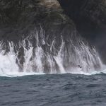 Imperial Shag braving the rough seas to return to its breeding area on Shag Rocks (image by Inger Vandyke)