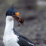 An Imperial Shag carrying nesting material (image by Inger Vandyke)
