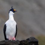 Imperial Shag with its zany crest (image by Inger Vandyke)