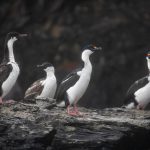 A small group of Imperial Shags at Prince Olaf Harbour (image by Inger Vandyke)