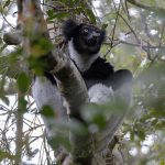 Indri at Analamazoatra – no visit to Madagascar would be complete without seeing this amazing animal (image by Mike Watson)