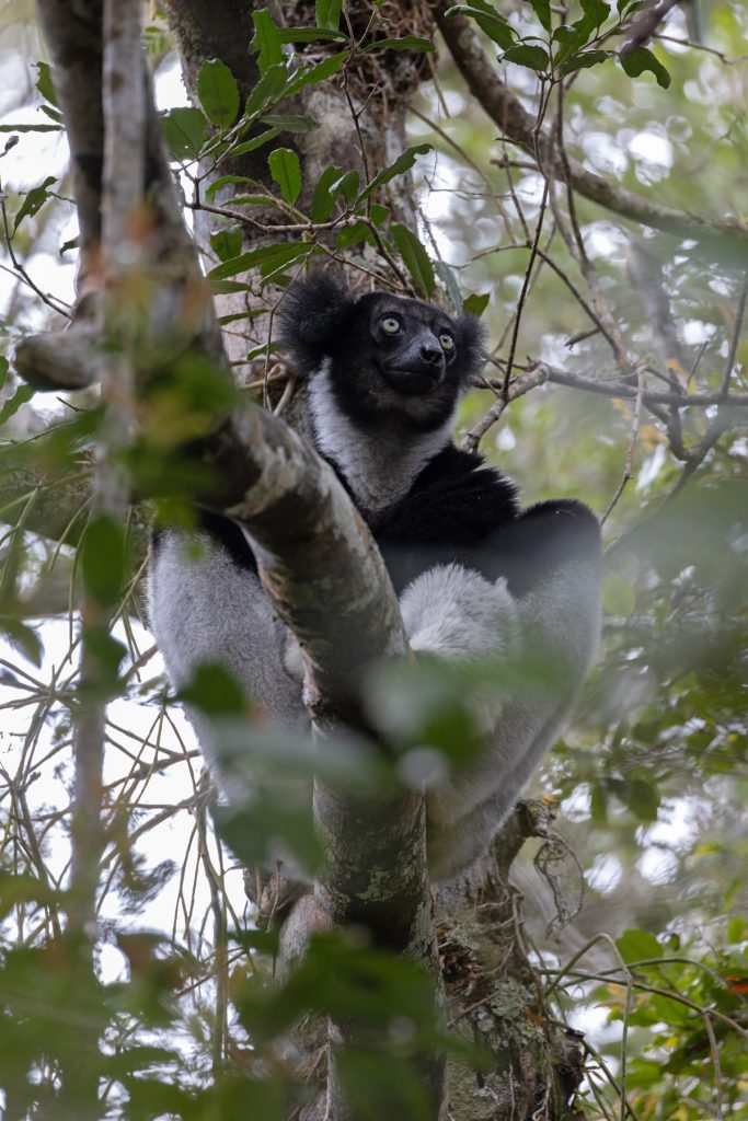Indri at Analamazoatra – no visit to Madagascar would be complete without seeing this amazing animal (image by Mike Watson)