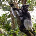 Indri mother and baby at Le Palmarium (image by Mike Watson)