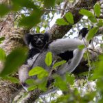 Another naturally occurring Indri in the wonderful little V.O.I.M.M.A. reserve, which is part of the Analamazoatra forest block (image by Mike Watson)
