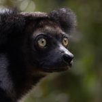 Dark morph Indri (introduced) portrait at Le Palmarium (image by Mike Watson)