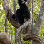 Le-Palmarium-Madagascar-Mike-Watson – Dark morph Indri (introduced) portrait at Le Palmarium (image by Mike Watson)